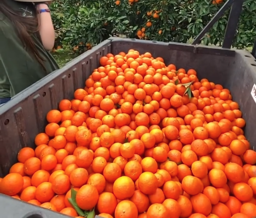 Georgia citrus harvesting